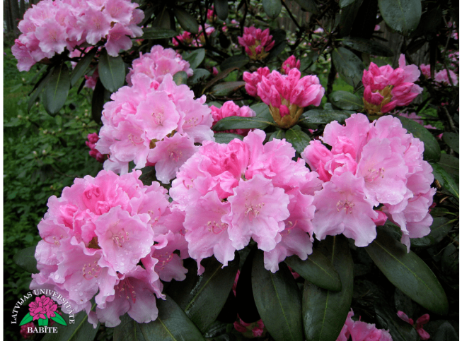 Rhododendron   'Vilhelmīne Petkevičs'